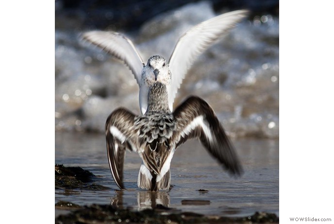 Squabbling Sandpipers